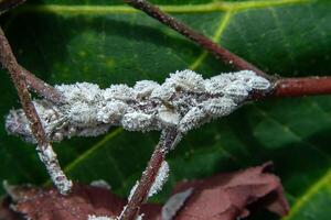 Close up of Pseudococcidae. photo