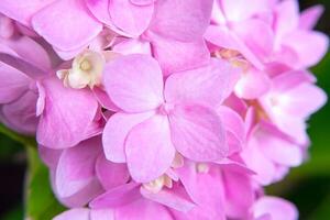 cerrar flor de hortensia foto