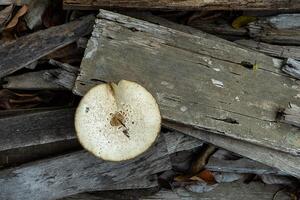 Close up of Magic mushroom. photo