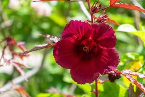 Close up of cranberry hibiscus flower photo