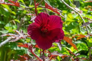 Close up of cranberry hibiscus flower photo