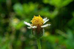 Coat buttons flower. photo