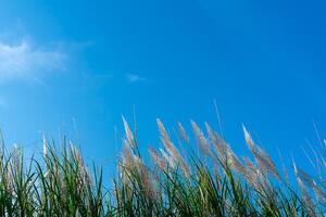 Wild Cane flower. photo