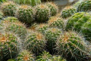Close up of cactus photo