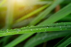 gotas de agua en las hojas foto