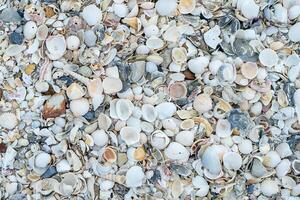 Shells on the beach photo