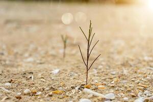 Seedlings of pine trees growing on sand. photo
