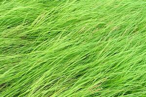 Long leaves the green grass background photo