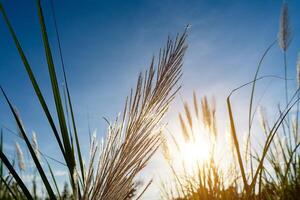 White grass flower with blue sky background. photo