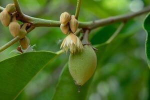 Close up Spanish Cherry plant. photo