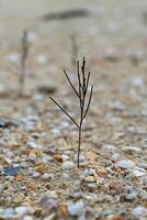 Seedlings of pine trees growing on sand. photo