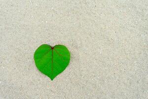 Green leaf on the beach. photo