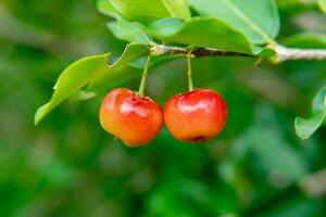 acerola Cereza fruta. foto