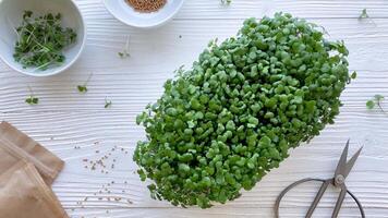 Containers with radish green microgreen sprouts on table. video