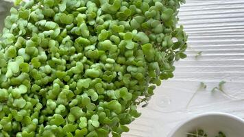 Containers with radish green microgreen sprouts on table. video