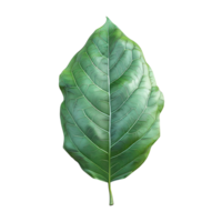 A Leave on transparent Background png