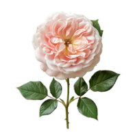 Blume auf transparent Hintergrund png