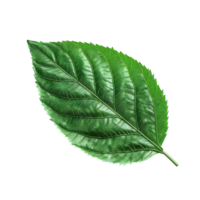 A Leave on transparent Background png