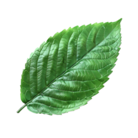 A Leave on transparent Background png