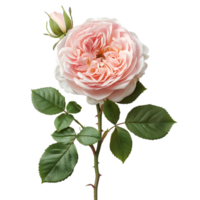 Blume auf transparent Hintergrund png