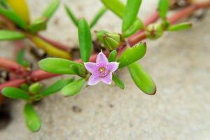 flower grass on the beach. photo