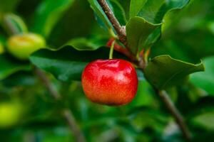 Acerola cherry fruit. photo