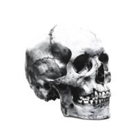 umano cranio su isolato trasparente sfondo png
