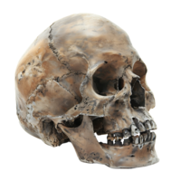 humano cráneo en aislado transparente antecedentes png