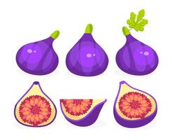 Tropical set with violet figs and fig slices vector