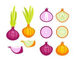 Red fresh onion set half, slice and whole. vector