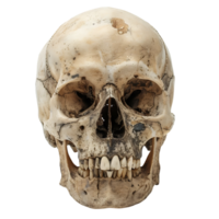 human skull on isolated transparent background png