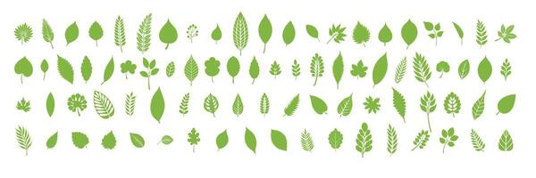 Collection of leaves in flat style. Hand drawn art. vector