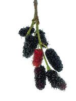 mulberry fruit with leaf photo