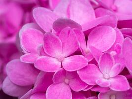 cerrar flor de hortensia foto