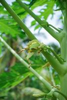 Close up young papaya on tree. photo