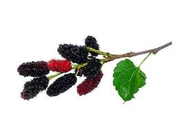 mulberry fruit with leaf photo