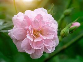 pink of Damask Rose flower. photo