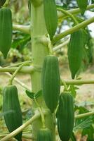 Close up young papaya on tree. photo