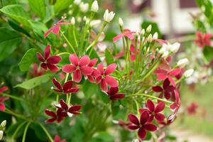 Close up of Rangoon Creeper flower. photo