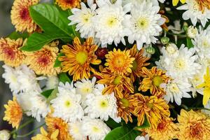 Flower arrangement with chrysanthemum photo