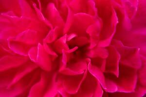 pink damask rose photo