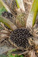 Close up of Palm seeds on tree. photo