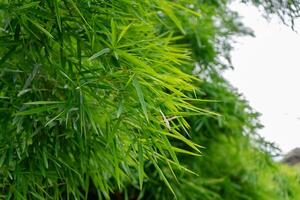 verde bambú hoja con espacio antecedentes. foto