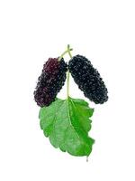 mulberry fruit with leaf photo