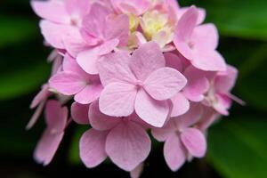 cerrar flor de hortensia foto