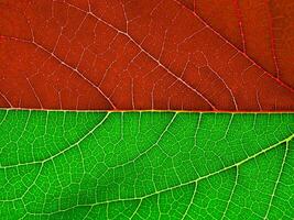 Red and green Mulberry leaf photo