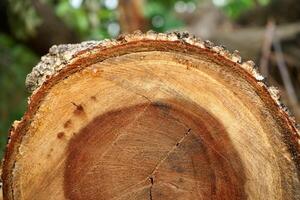 textura de madera. foto