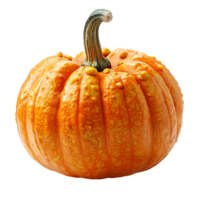 calabaza en transparente antecedentes png