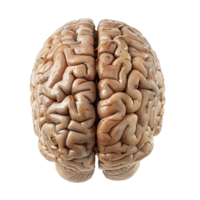 Brain on transparent Background png