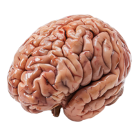 cerebro en transparente antecedentes png